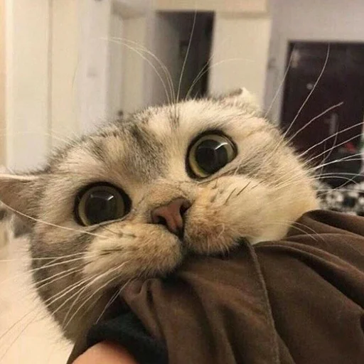 😬 Стикер «Котыки» для Telegram