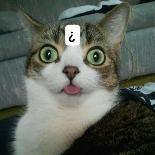 ❓ Стикер «Котыки» для Telegram