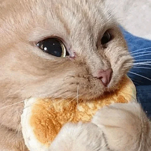 😁 Стикер «Котыки» для Telegram