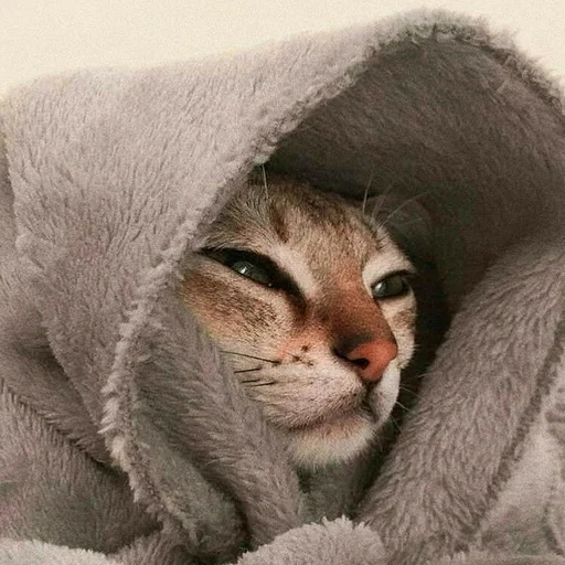 🤧 Стикер «Котыки» для Telegram