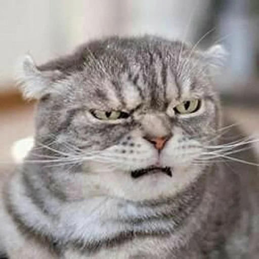 🤨 Стикер «Котыки» для Telegram