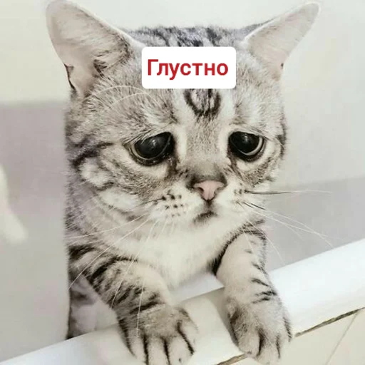 😔 Стикер «Котыки» для Telegram