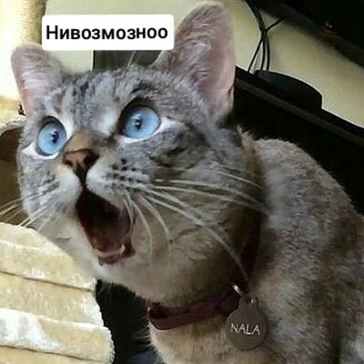 😳 Стикер «Котыки» для Telegram