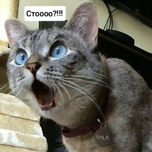 😳 Стикер «Котыки» для Telegram
