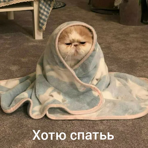 😴 Стикер «Котыки» для Telegram