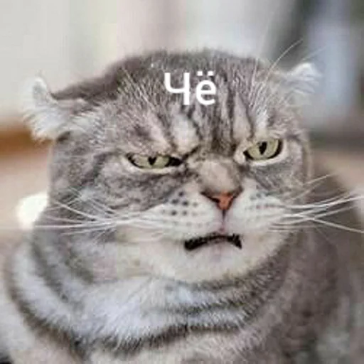 🥴 Стикер «Котыки» для Telegram