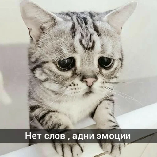 😓 Стикер «Котыки» для Telegram