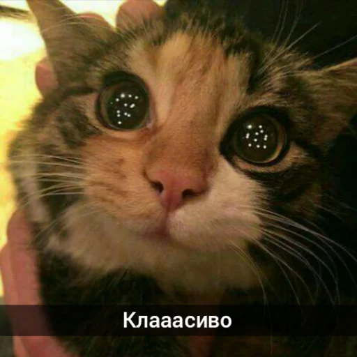 😍 Стикер «Котыки» для Telegram