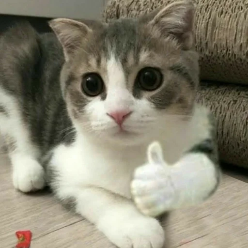 👍 Стикер «Котыки» для Telegram