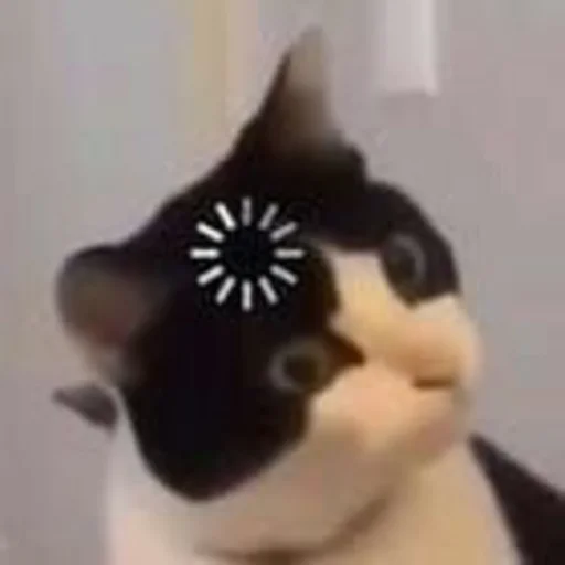 🧐 Стикер «Котыки» для Telegram
