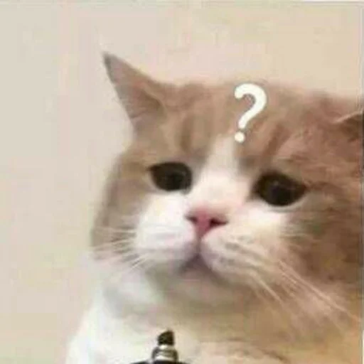 ❓ Стикер «Котыки» для Telegram