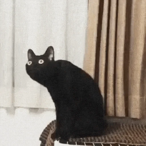 🤨 Стикер «Котыки» для Telegram