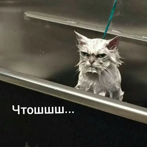 😬 Стикер «Котыки» для Telegram