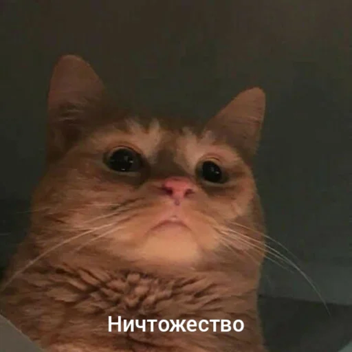 🙄 Стикер «Котыки» для Telegram