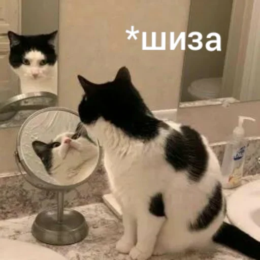 🤪 Стикер «Котыки» для Telegram