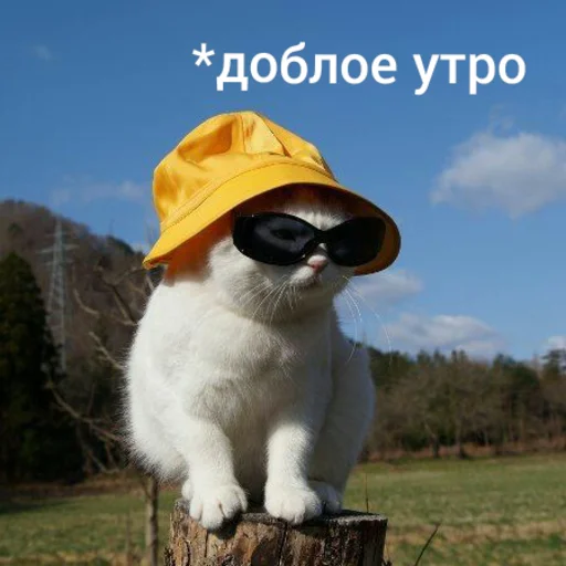 ☺️ Стикер «Котыки» для Telegram