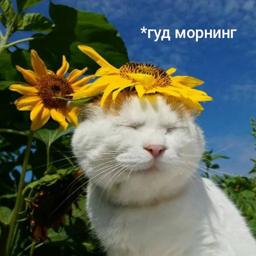 ☺️ Стикер «Котыки» для Telegram