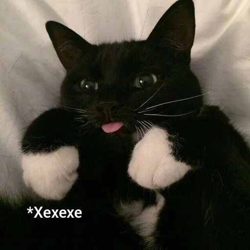 😋 Стикер «Котыки» для Telegram