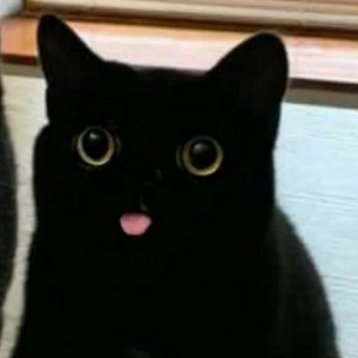 😛 Стикер «Котыки» для Telegram