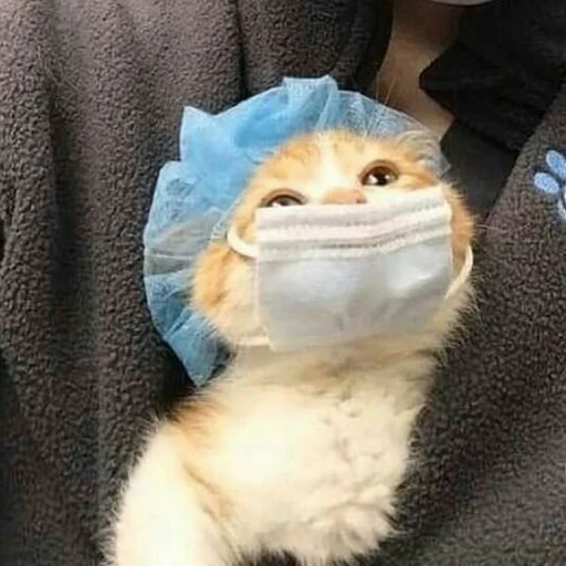 😷 Стикер «Котыки» для Telegram