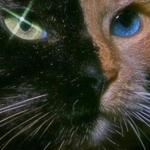 🤩 Стикер «Котыки» для Telegram
