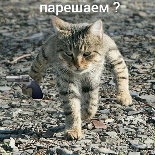 🔪 Стикер «Котыки» для Telegram