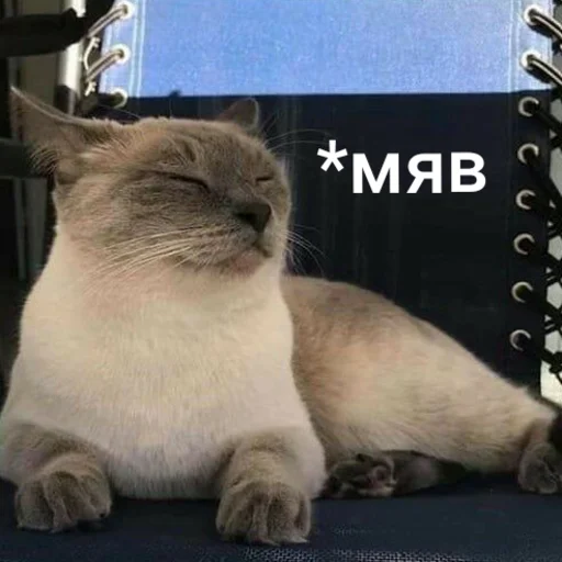 😸 Стикер «Котыки» для Telegram