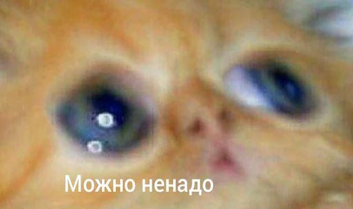 🥺 Стикер «Котыки» для Telegram