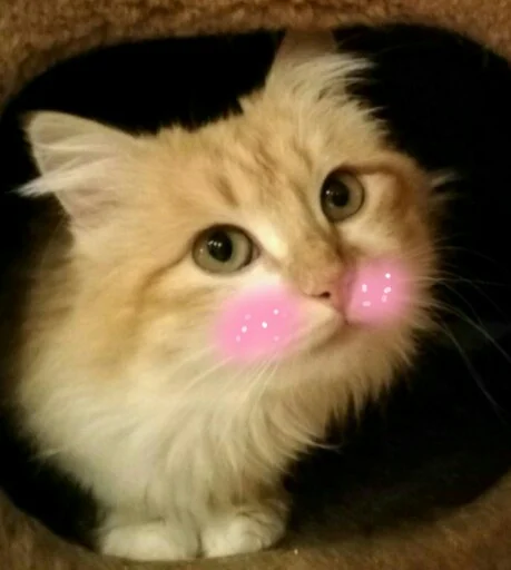 😊 Стикер «Котыки» для Telegram