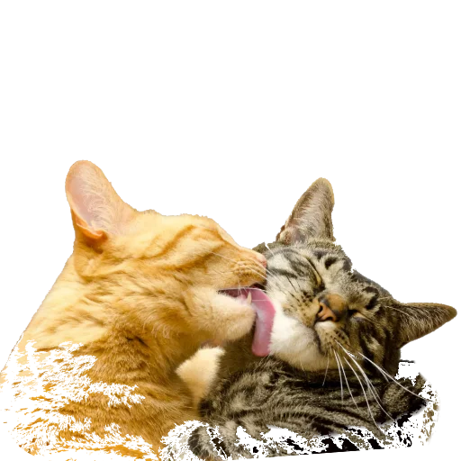 🐱 Стикер «Котэ» для Telegram