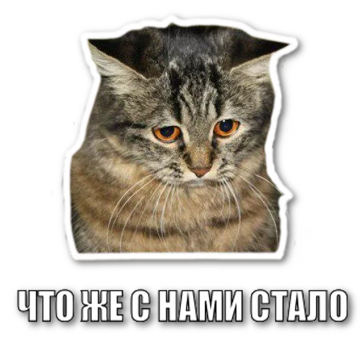 😔 Стикер «котэпак» для Telegram