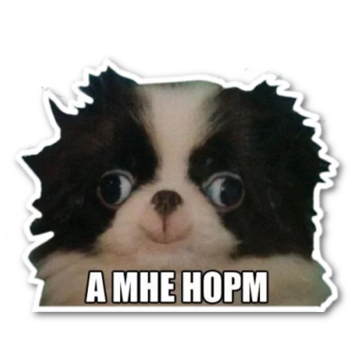👀 Стикер «котэпак» для Telegram