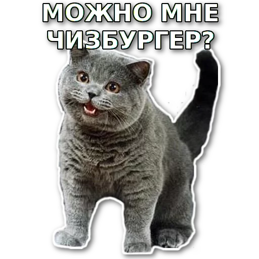 🍔 Стикер «котэпак» для Telegram