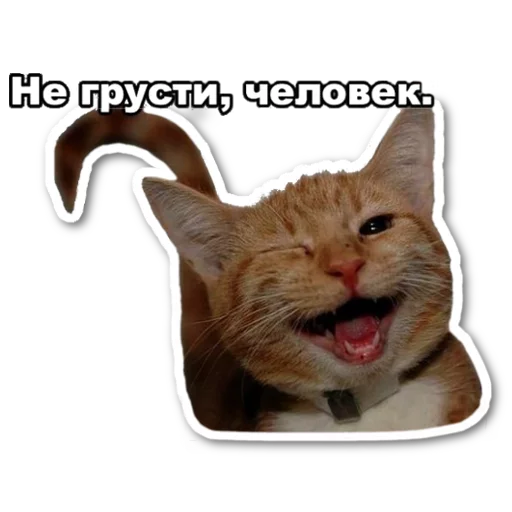 😜 Стикер «котэпак» для Telegram