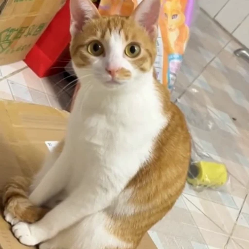 🤩 Стикер «Котейки» для Telegram