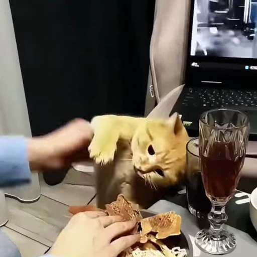 🤩 Стикер «Котейки» для Telegram
