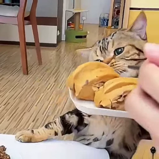 🤩 Стикер «Котейки» для Telegram