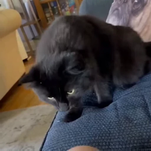 🤩 Стикер «Котейки» для Telegram