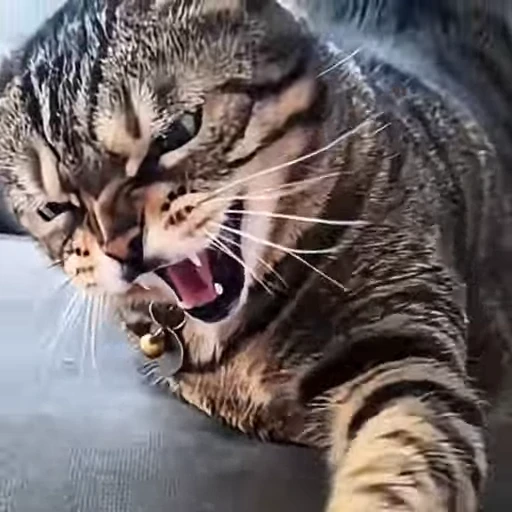 🤩 Стикер «Котейки» для Telegram
