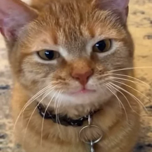 🤩 Стикер «Котейки» для Telegram