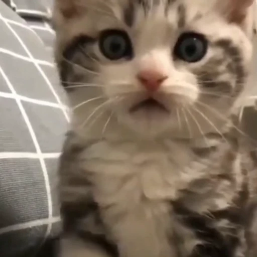 🤩 Стикер «Котейки» для Telegram