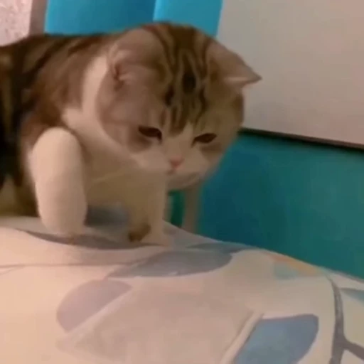 🤩 Стикер «Котейки» для Telegram