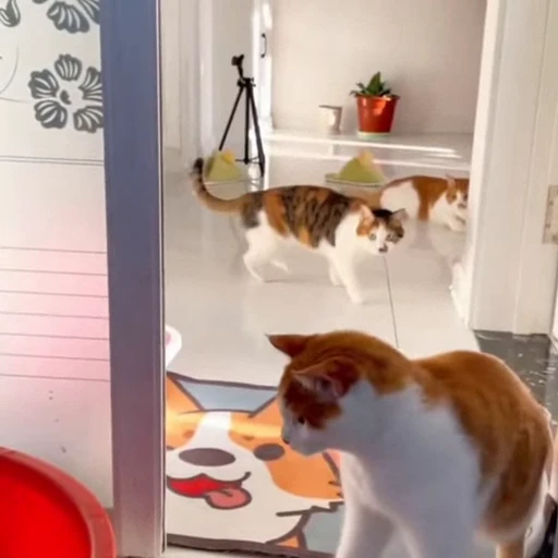 🤩 Стикер «Котейки» для Telegram