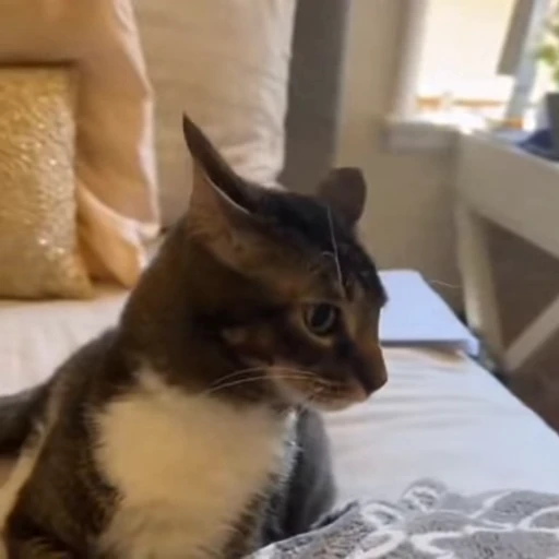 🤩 Стикер «Котейки» для Telegram