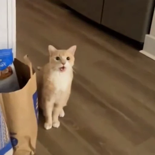 🤩 Стикер «Котейки» для Telegram