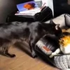 🤩 Эмодзи «Котейки» для Telegram