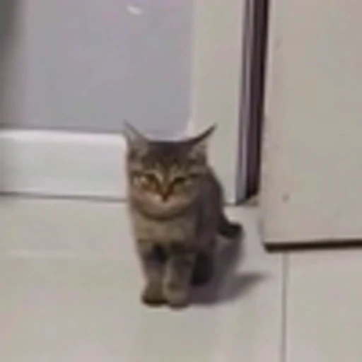 🤩 Эмодзи «Котейки» для Telegram