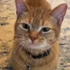 🤩 Эмодзи «Котейки» для Telegram