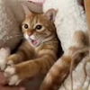 🤩 Эмодзи «Котейки» для Telegram