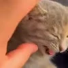 🤩 Эмодзи «Котейки» для Telegram